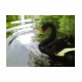 Black Swan 1 Pond Ripples