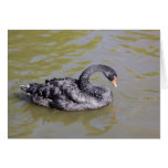 Black Swan 2 Cards Black Swan 2 Cards