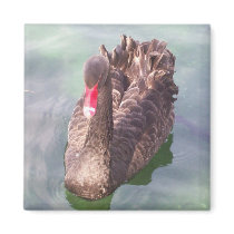Black Swan 2 Magnet