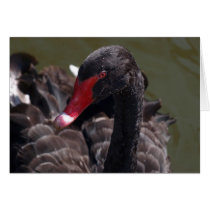 Black Swan Beauty - Card cards