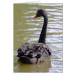 Black Swan Greeting Card Black Swan Greeting Card