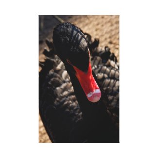 Black swan close canvas print wrappedcanvas