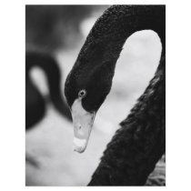 Black swan flyer design