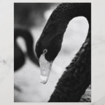 Black swan flyer design
