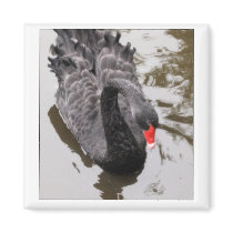 Black Swan magnets by doodle_m Black Swan magnets