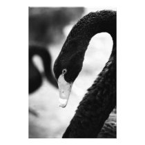 Black swan photo