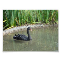 Black Swan Art Photo