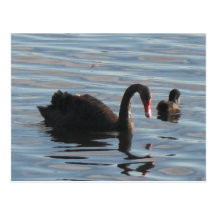 Black swan post card