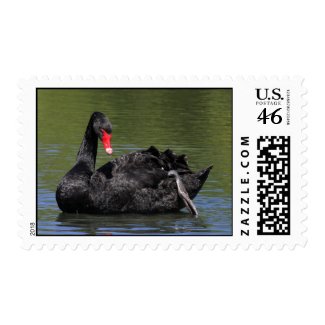 Black Swan Postage stamp