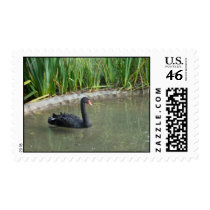 Black Swan Postage stamps