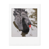 Black Swan postcards by doodle_m Black Swan postcards