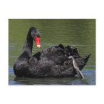 Black Swan Post Card
