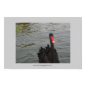 Black Swan posters by DonnaGrayson Black Swan posters
