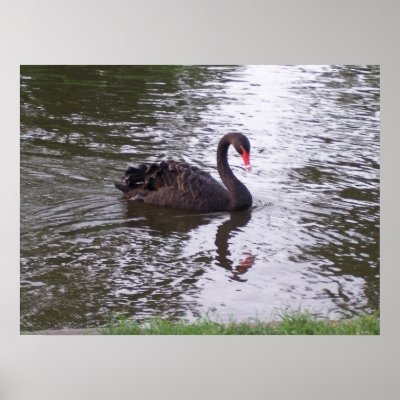 Black Swan Poster by blackspanielgallery. A black swan swimming