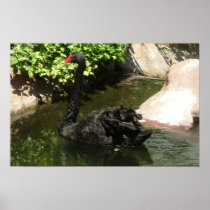 Black Swan Posters