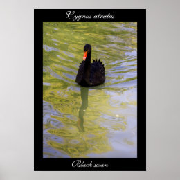 Black swan poster print