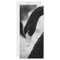 Black swan custom rack cards
