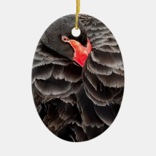 Black swan resting ceramic ornament | Zazzle