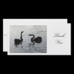Black Swans Greeting - Thank You photo cards