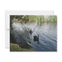 Black Swans, Perth Invitations