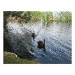 Black Swans, Perth Invitations