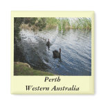 Black Swans, Perth magnets