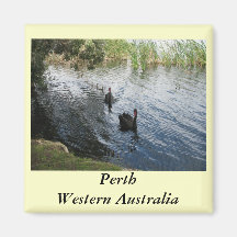 Black Swans, Perth Magnet
