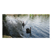 Black Swans, Perth Custom Photo Card