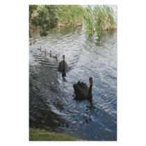 Black Swans, Perth Stationery Paper