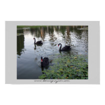 Black Swans posters