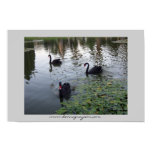 Black Swans posters