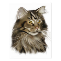 Black Tabby Maine Coon Cat Postcard