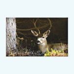 Black Tail Buck canvas prints