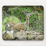 Black Tail Deer mousepads