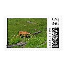 Black-tail Deer - Mt. Rainier National Park flower Postage Stamp
