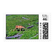 Black-tail Deer - Mt. Rainier National Park Stamp