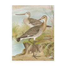 "Black-tailed and Bar-Tailed Godwits" Postcards
