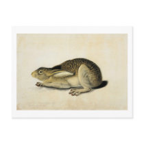 Black-Tailed Hare, John James Audubon Postcards