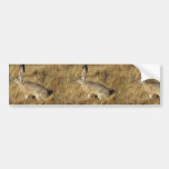 Black-tailed Jackrabbit Bumper Sticker