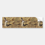 Black-tailed Jackrabbit Bumper Sticker