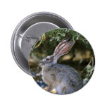 Black-tailed jackrabbit buttons
