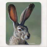 Black-tailed Jackrabbit Mousepad