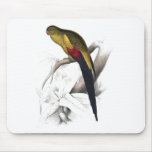 Black-Tailed Parrakeet by Edward Lear Mousepad