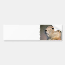 Black Tailed Prairie Dog Bumper Stickers