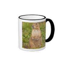 Black-tailed Prairie Dog Cynomys Coffee Mugs