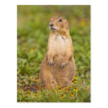 Black-tailed Prairie Dog Cynomys Post Cards