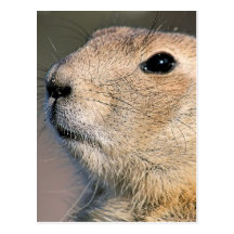 Black Tailed Prairie Dog Postcard