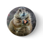 Black-tailed prairie dog, Sonoran Desert Museum, A Button