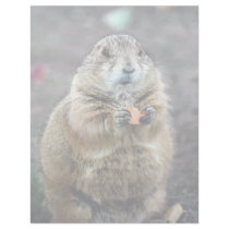 Black-tailed prairie dog, Sonoran Desert Museum, A Letterhead Design
