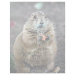 Black-tailed prairie dog, Sonoran Desert Museum, A Letterhead Design